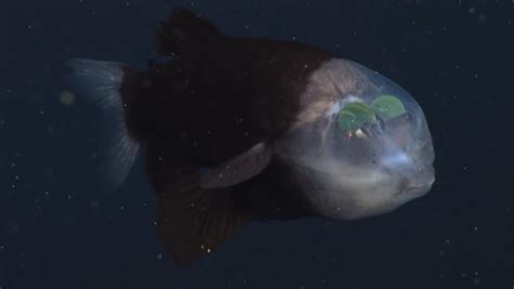 barilyete fish|Uncovering the Mysterious Barreleye Fish and Its .
